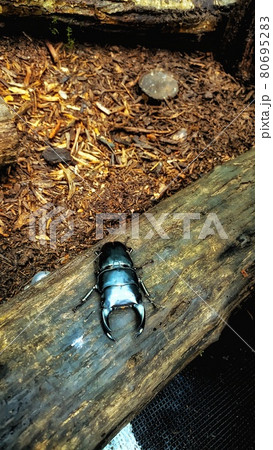 【広島県】クワガタ虫 国営備北丘陵公園カブトムシドーム 【広島県】クワガタ虫 国営備北丘陵公園カブトムシドーム 80695283