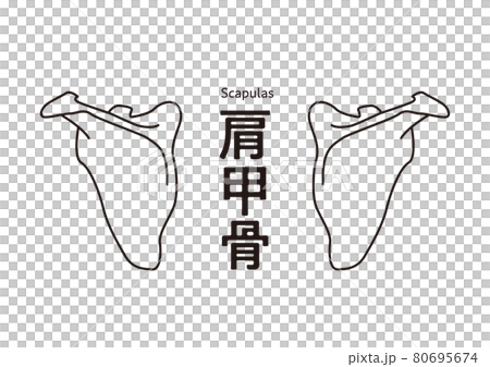 How to eliminate stiff shoulders Simple scapula diagram Peel off the scapula How to eliminate stiff shoulders Simple scapula diagram Peel off the scapula 80695674