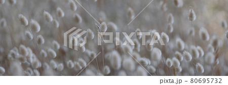 Miniature cereal plant in the field lagurus ovatus closeup Miniature cereal plant in the field lagurus ovatus closeup 80695732