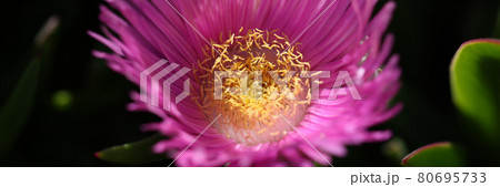 Carpobrotus chilensis or carpobrotus edulis flower closeup Carpobrotus chilensis or carpobrotus edulis flower closeup 80695733