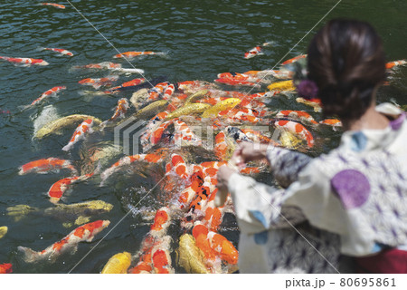 鯉に餌をやる浴衣の女性の写真素材