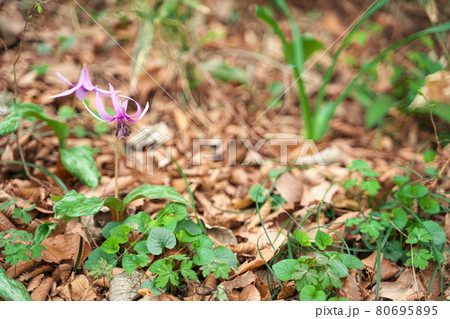 春先に咲く美しい紫色のカタクリの花 春先に咲く美しい紫色のカタクリの花 80695895