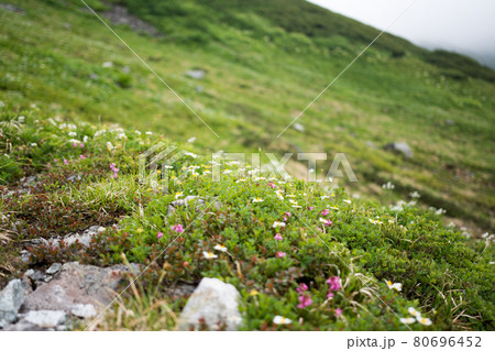 立山(北アルプス） 80696452