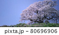醍醐桜の長時間露光写真 80696906