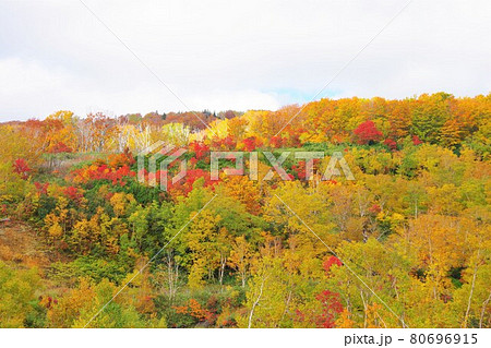 青森県　地獄沼周辺の紅葉 80696915