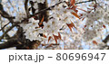 桜のポートレート 80696947