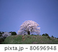 醍醐桜の夜桜 80696948