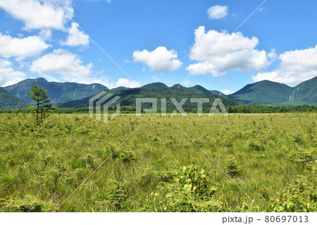 夏の奥日光 戦場ヶ原散策 80697013