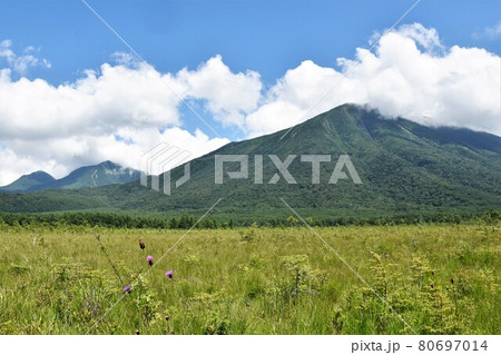 夏の奥日光 戦場ヶ原散策 80697014