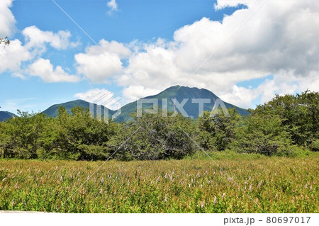 夏の奥日光 戦場ヶ原散策 夏の奥日光 戦場ヶ原散策 80697017