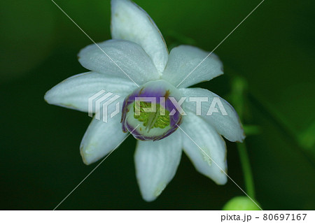 森に垂れ下がるランプ 80697167