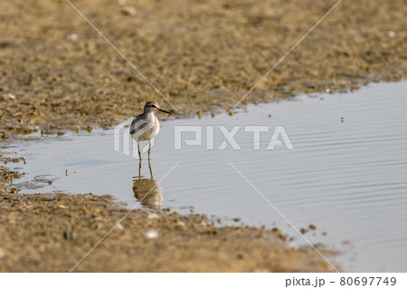 common greenshank or Tringa nebularia close up shot with reflection in water at wetland of keoladeo national park or bharatpur bird sanctuary rajasthan india - Plegadis falcinellus common greenshank or Tringa nebularia close up shot with reflection in water at wetland of keoladeo national park or bharatpur bird sanctuary rajasthan india - Plegadis falcinellus 80697749