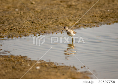 common greenshank or Tringa nebularia close up shot with reflection in water at wetland of keoladeo national park or bharatpur bird sanctuary rajasthan india - Plegadis falcinellus common greenshank or Tringa nebularia close up shot with reflection in water at wetland of keoladeo national park or bharatpur bird sanctuary rajasthan india - Plegadis falcinellus 80697750