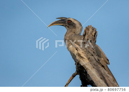 indian grey hornbill or Ocyceros birostris portrait at keoladeo national park or bharatpur bird sanctuary rajasthan india 80697756