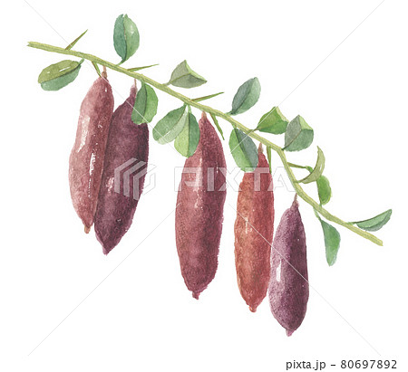 葉付き　フィンガーライム　フルーツキャビア　 80697892