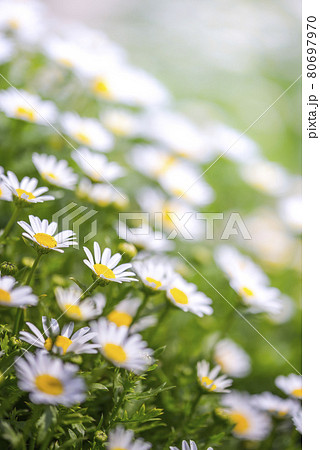 一面に咲くノースポール 80697970