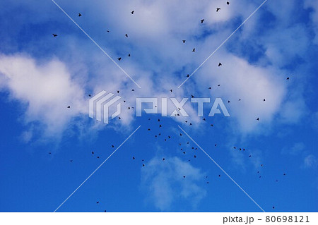 カラスが大群で空を飛ぶのを下から望む 80698121