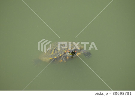 山田池公園 80698781