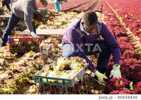 Two farmers harvest lettuce on a plantation 80698846