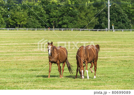 夏の競走馬生産牧場 イメージ 北海道 夏の競走馬生産牧場 イメージ 北海道 80699089