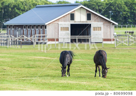 夏の競走馬生産牧場 イメージ 北海道 夏の競走馬生産牧場 イメージ 北海道 80699098