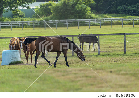 夏の競走馬生産牧場 イメージ 北海道 夏の競走馬生産牧場 イメージ 北海道 80699106