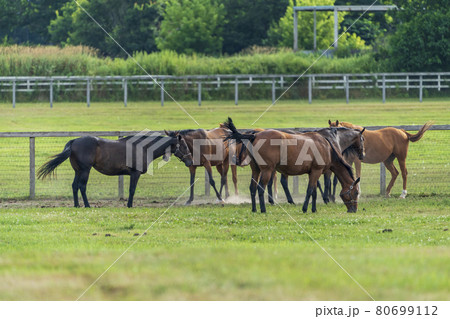 夏の競走馬生産牧場　イメージ　北海道 80699112