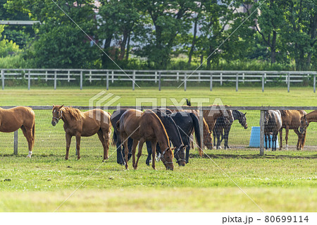 夏の競走馬生産牧場 イメージ 北海道 夏の競走馬生産牧場 イメージ 北海道 80699114