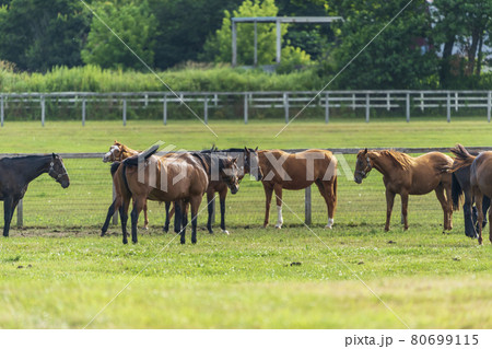 夏の競走馬生産牧場 イメージ 北海道 夏の競走馬生産牧場 イメージ 北海道 80699115