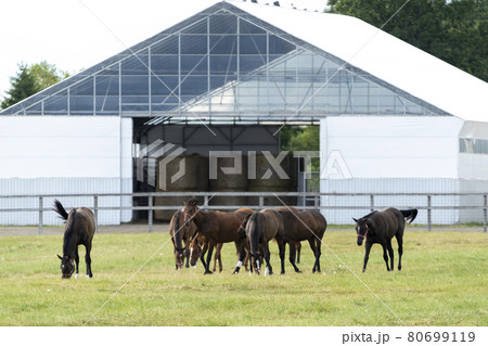夏の競走馬生産牧場　イメージ　北海道 80699119