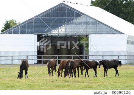 夏の競走馬生産牧場　イメージ　北海道 80699120