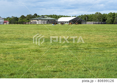夏の競走馬生産牧場　イメージ　北海道 80699126