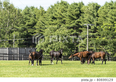 夏の競走馬生産牧場 イメージ 北海道 夏の競走馬生産牧場 イメージ 北海道 80699129