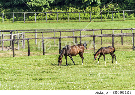 夏の競走馬生産牧場 イメージ 北海道 夏の競走馬生産牧場 イメージ 北海道 80699135