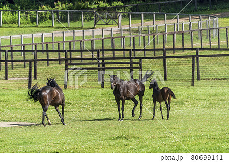 夏の競走馬生産牧場　イメージ　北海道 80699141