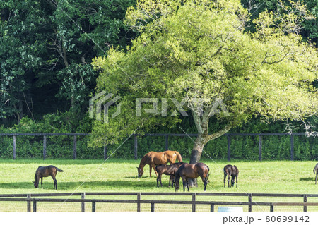 夏の競走馬生産牧場 イメージ 北海道 夏の競走馬生産牧場 イメージ 北海道 80699142