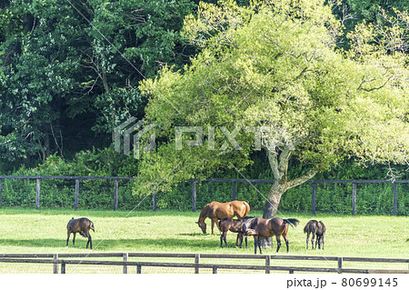 夏の競走馬生産牧場 イメージ 北海道 夏の競走馬生産牧場 イメージ 北海道 80699145