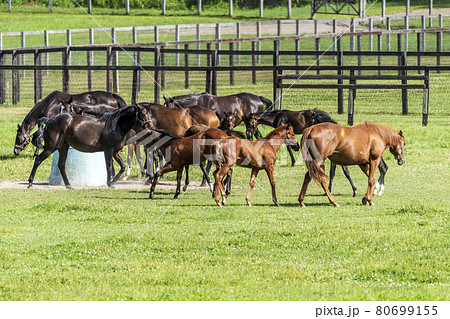夏の競走馬生産牧場 イメージ 北海道 夏の競走馬生産牧場 イメージ 北海道 80699155