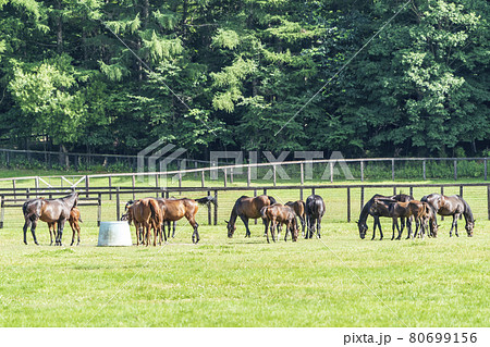 夏の競走馬生産牧場 イメージ 北海道 夏の競走馬生産牧場 イメージ 北海道 80699156