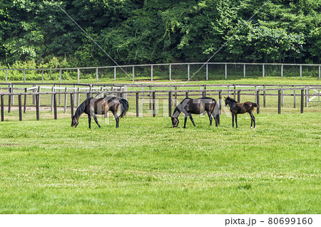 夏の競走馬生産牧場 イメージ 北海道 夏の競走馬生産牧場 イメージ 北海道 80699160