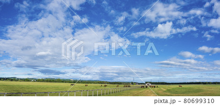 夏の青空と競走馬（サラブレッド）生産牧場　イメージ　北海道 80699310