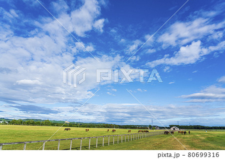 夏の青空と競走馬(サラブレッド)生産牧場 イメージ 北海道 夏の青空と競走馬(サラブレッド)生産牧場 イメージ 北海道 80699316