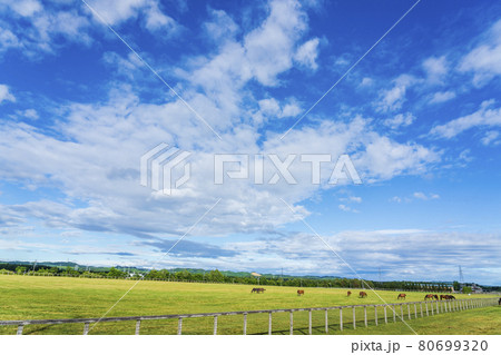 夏の青空と競走馬(サラブレッド)生産牧場 イメージ 北海道 夏の青空と競走馬(サラブレッド)生産牧場 イメージ 北海道 80699320