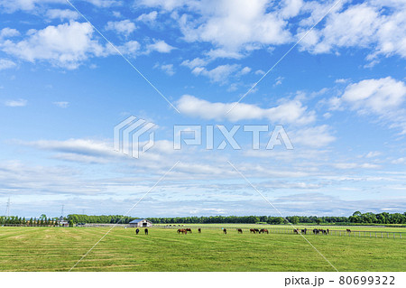 夏の青空と競走馬（サラブレッド）生産牧場　イメージ　北海道 80699322