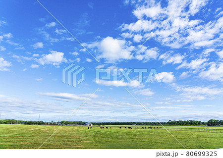 夏の青空と競走馬(サラブレッド)生産牧場 イメージ 北海道 夏の青空と競走馬(サラブレッド)生産牧場 イメージ 北海道 80699325