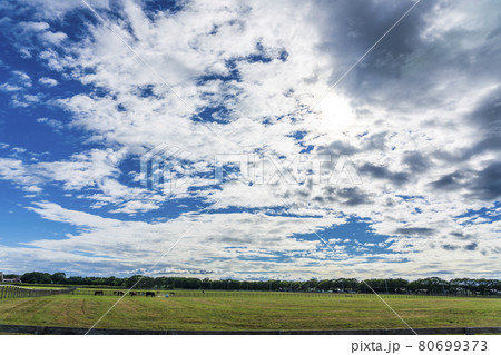夏の青空と競走馬(サラブレッド)生産牧場 イメージ 北海道 夏の青空と競走馬(サラブレッド)生産牧場 イメージ 北海道 80699373