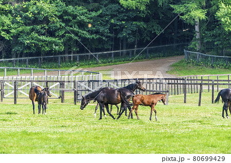 夏の競走馬（サラブレッド）生産牧場　イメージ　北海道 80699429
