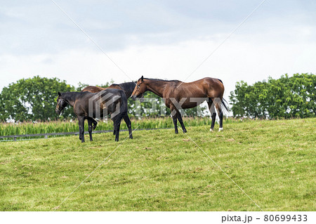 夏の競走馬（サラブレッド）生産牧場　イメージ　北海道 80699433