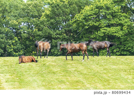 夏の競走馬(サラブレッド)生産牧場 イメージ 北海道 夏の競走馬(サラブレッド)生産牧場 イメージ 北海道 80699434