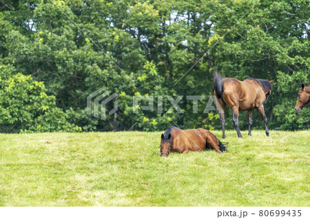 夏の競走馬(サラブレッド)生産牧場 イメージ 北海道 夏の競走馬(サラブレッド)生産牧場 イメージ 北海道 80699435
